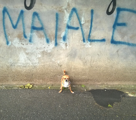 maiale